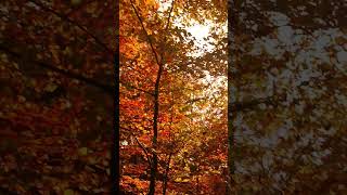 Indian Summer In Deutschland