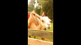 Brushing a Baby Camel
