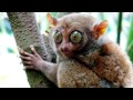 25 Bizarre Animals With Outrageous Body Proportions