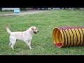 訓練済みラブラドール「ロックくん」災害救助犬訓練編