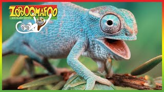 Zoboomafoo 248 Buddies Animal Shows For Kids Full Episode Hd