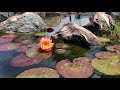 Pond Party Preview