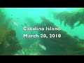 Angel Shark - Catalina Island