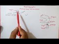 RESPIRATORY SYSTEM - HUMAN BIOLOGY 2 RESPIRATORY SYSTEM - HUMAN BIOLOGY 2