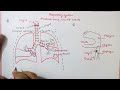 RESPIRATORY SYSTEM - HUMAN BIOLOGY 3 RESPIRATORY SYSTEM - HUMAN BIOLOGY 3
