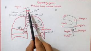 RESPIRATORY SYSTEM - HUMAN BIOLOGY RESPIRATORY SYSTEM - HUMAN BIOLOGY