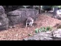 Kangaroo Beatin' It