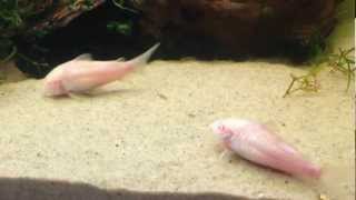 Cory Catfish Quick Care