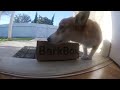 Betty Tries BarkBox!