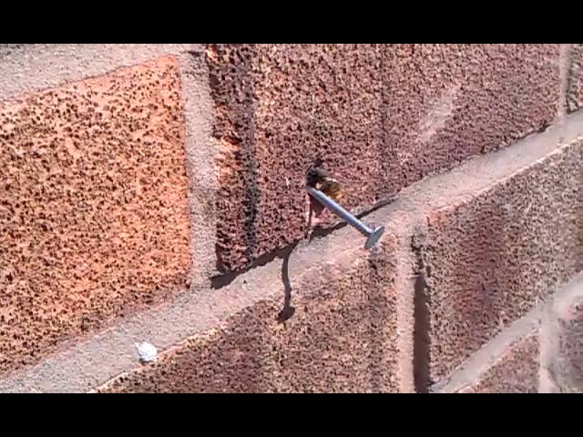Super Bee Pulls Nail Out Of Brick Wall - Video