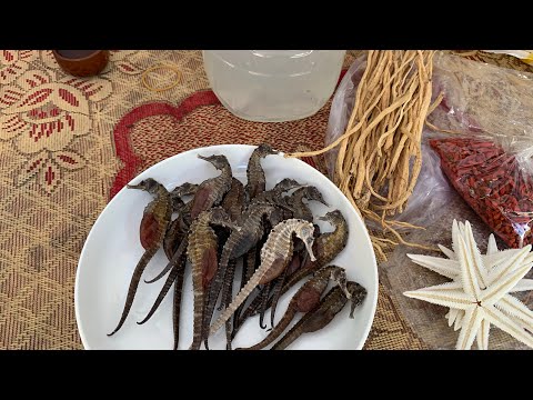 Cách ngâm rượu cá ngựa tốt cho sức khỏe và phân biệt cá ngựa thật chất lượng|dandacodo #38