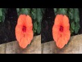 Sony HDR-TD10E Test Video 3D/PowerDirector 10 (yt3d)