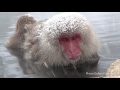 地獄谷野猿公苑 温泉お猿の癒し January, 2012 Japanese Snow Monkeys in hot spring