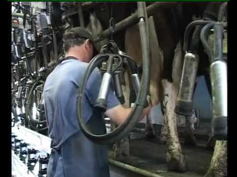 Movie Moos