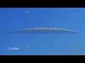 Pilot Captures Stunning UFO Over Texas 2013 HD