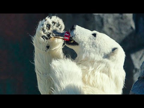 Cola Drinking Ice Bear! Scene - Secret Zoo (2020) Movie Clip