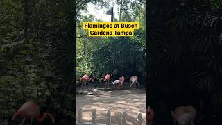 Flamingos Being Flamingos At Busch Gardens Tampa