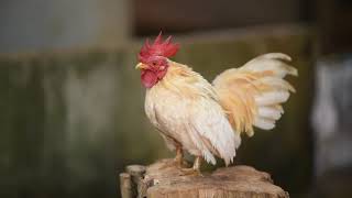 Chicken Free Stock Footage Non Copyright Free Video For Commercial Use Video
