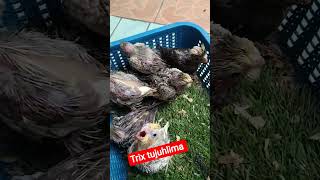 Burung Parkit Australia Falk Anakan Lucu Banget
