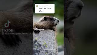 Chamando Sofia