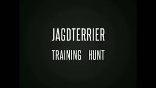 Jagdterrier Brasil