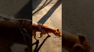 American Pit Bull Terrier 6 Meses
