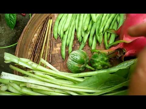 panen perdana kacang buncis dan buah naga di jebun deoan rumah