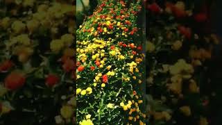 Followers Shoot Song Touching