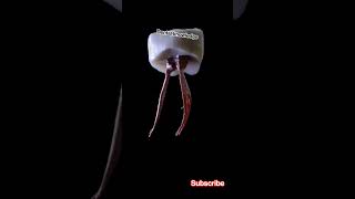 Dental Short Videos