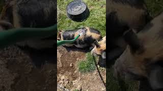 Funny Pig Rolls Over For Cold Shower 🤣 Funny Farm #shorts