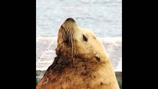 Giant Hairy Porpoise Grunt
