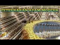 MANTAP!!!! peternakan ayam potong modern di China- peternakan ayam potong berskala besar