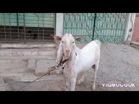 Gulabi bakra