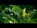 ເຂດພັດທະນາເສດຖະກິດພິເສດ.Laos Special Economic Zone (2)