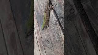 How To Play Properly With An Adult Lizard