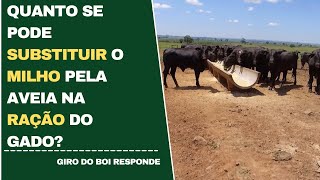 Quanto Se Pode Subsuir O Milho Pela Aveia Na Ração Do Gado?