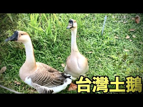 【#𝑽𝑳𝑶𝑮 🚗 1】大安森林公園半日遊｜ガチョウに遭遇❗️｜ねことの暮らし。 Life with cat