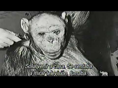 El extraordinario caso de Oliver el hibrido entre un chimpance y un humano.
