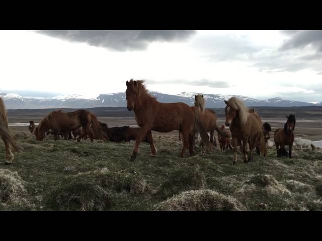 Traveler Stumbles Upon Herd Of Wild Icelandic horses - Video