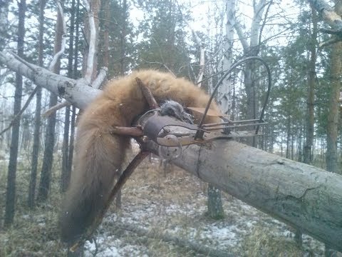 Привада на лису своими руками 60
