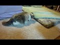 もぐってみる猫　　Cat likes hiding under the sheet.