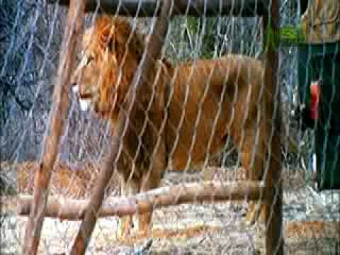 A Lion Called Christian - Lion Meeting