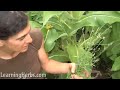 Vervain herb, Verbena officinalis, How to Harvest