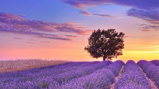 Relaxing Music For Stress Relief Soothing Music For Sleep Meditation Spa Relaxing Music For Stress Relief Soothing Music For Sleep Meditation Spa