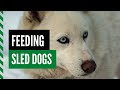 Feeding Sled Dogs default Feeding Sled Dogs