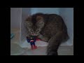 funny animals