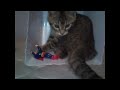 funny animals