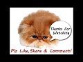 funny animals
