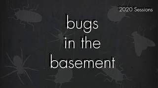 Bugs In The Basement - Planococcus Citri aka The Citrus Mealybug