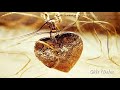Marc Anthony - Love is all